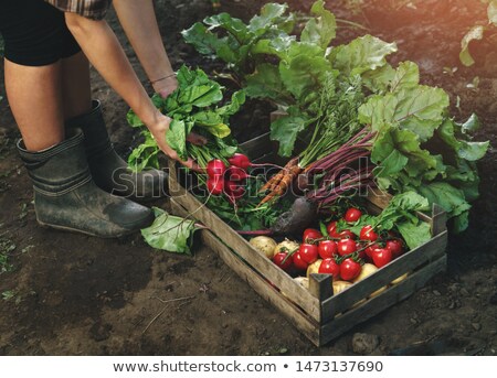 Foto d'archivio: Close Up Of Wooden Box Of Fresh Ripe Vegetables