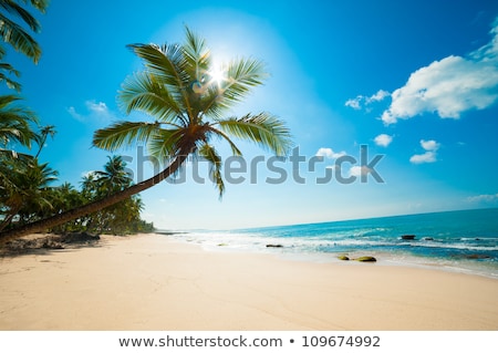 Zdjęcia stock: Idyllic Beach With Palm Sri Lanka