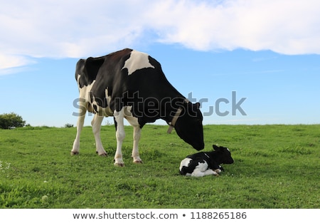 Foto d'archivio: Calf And Mother Cow Together