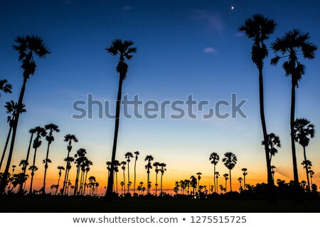 Foto stock: Siluette Of Sugar Palm Tree