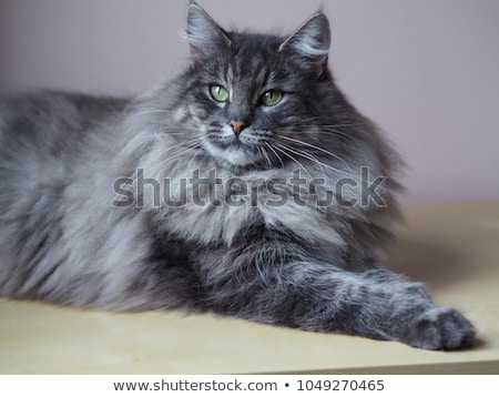 Stock photo: Tabby Norwegian Forest Cat