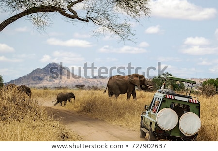 Сток-фото: Elephant In Safari