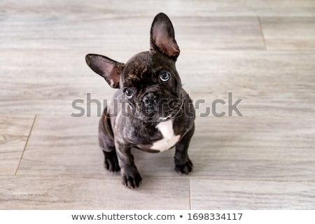 Сток-фото: Portrait Of A French Bulldog Puppy