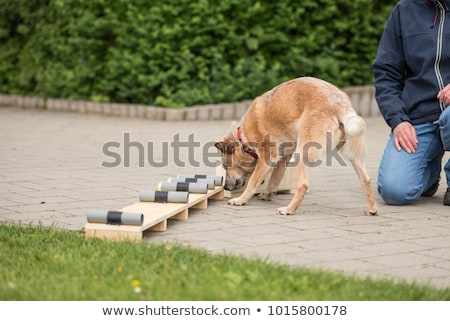 Stock fotó: Police Dog With Distinctive