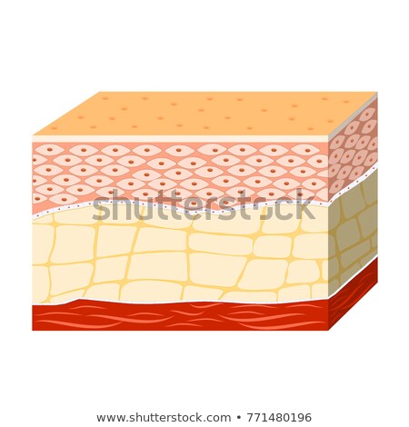 Foto stock: Human Skin Section Diagram