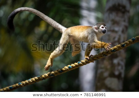 Stockfoto: Amazon Jumps