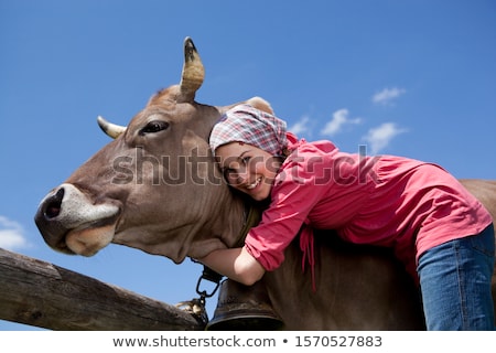 Foto stock: Cow 15