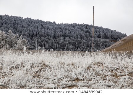 Stockfoto: Rovincie · Teruel · Sneeuwberg · En · Dennenbos