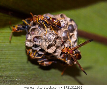 ストックフォト: Paper Wasp