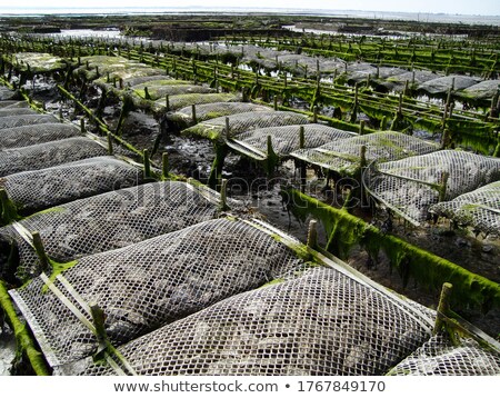 Foto d'archivio: Growing Oyster