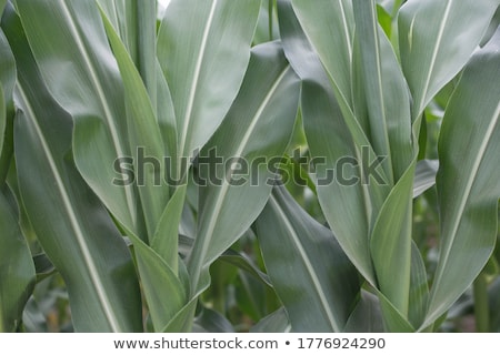 Zdjęcia stock: Olnictwo · Rośliny · kukurydzy · Pole · zielone · plantacji
