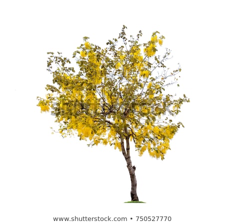 Stok fotoğraf: Solitary Yellow Flower Bud In The Garden