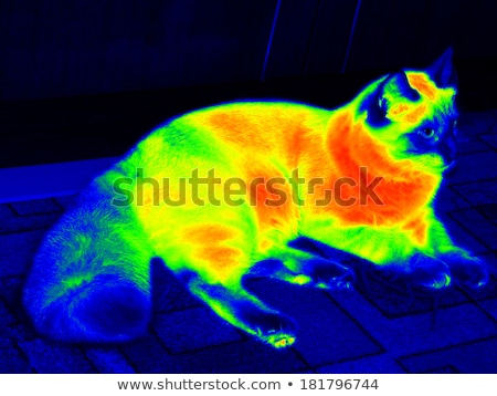 Stock fotó: Cat Infrared Image