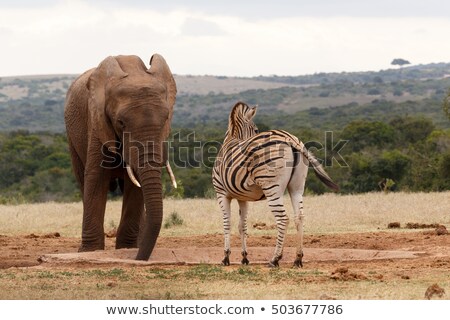 Stock fotó: Zebras In Masai Mara National Park Look For A Water Hole