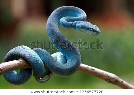Stock photo: Snake On Tree