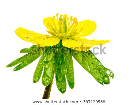 Isolated Yellow Wet Blossom Of Winter Aconite Zdjęcia stock © manfredxy