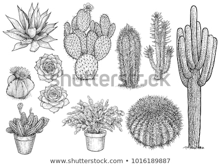 Сток-фото: Cactus With Big Sharp Needles