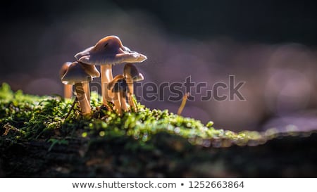 Stock photo: Group Brown Mushrooms In Fall Forest