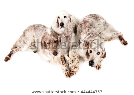 Stock foto: Group Of English Setters Relaxing In A White Studio Floor