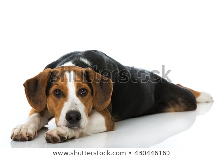 商業照片: Mixed Breed Brown Dog Lying Down In A White Backgound Studio