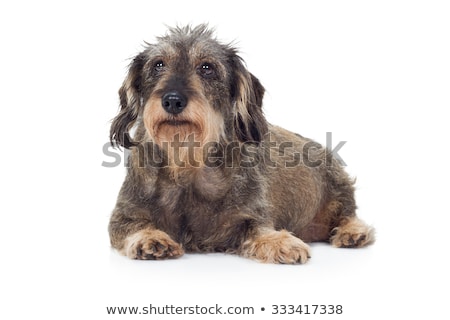 Foto stock: Wired Hair Dachshund Posing In A Photo Studio