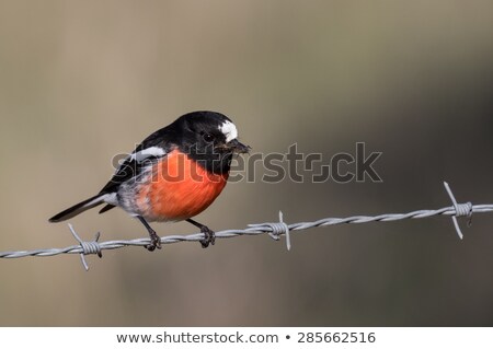 Foto stock: Scarlet Robin Petroica Boodang