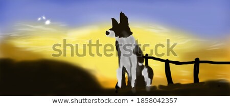 Stock photo: Portrait Of Colored Border Collie Dog