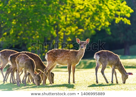 Foto stock: Sika Fawn Deer In Nara Park Forest Japan