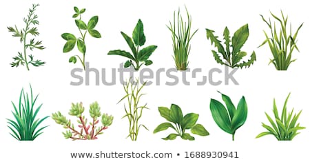 Zdjęcia stock: Vegetation Green Plants Set Vector Illustration