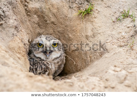 Foto stock: Burrowing Owl