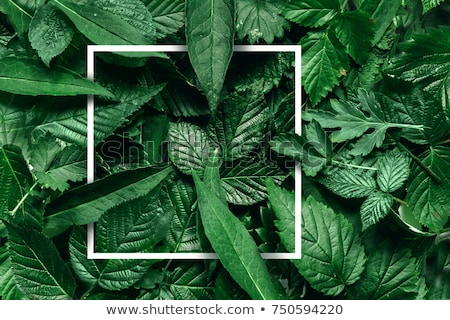 Stock photo: Natural Background Made Of Greenery