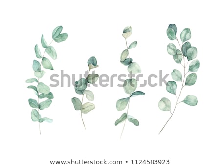 Stockfoto: Coloured Leaves