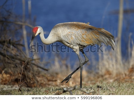 Stockfoto: Sandhill Crane Next To A Lake