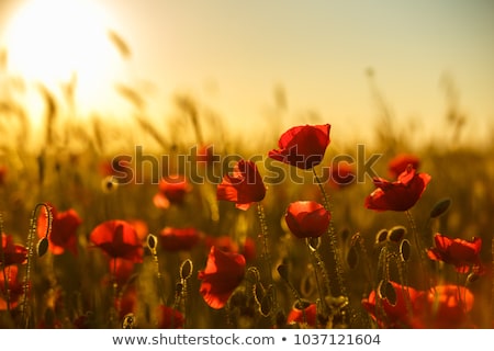 Foto stock: Blooming Poppy Field In Warm Evening Light