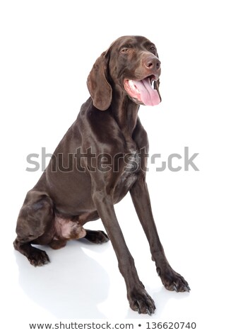 Stockfoto: German Pointer Portrait In White Studio