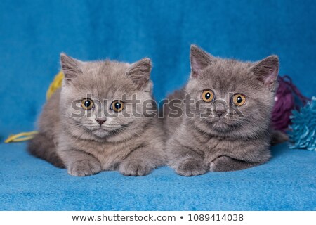 Stock foto: Two British Short Hair Cats On Black Background