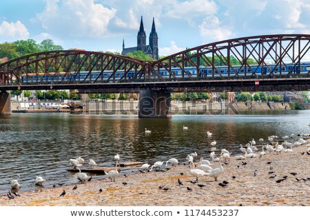 Foto stock: Swans Near Railway Bridge