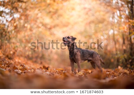 Zdjęcia stock: Border Terrier