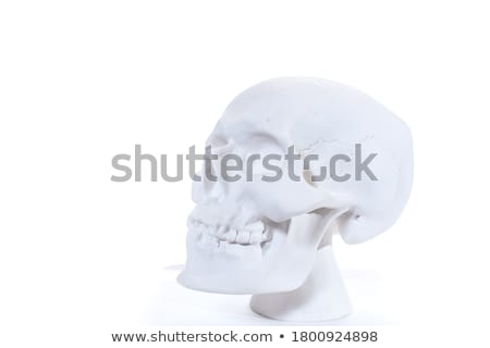 Stock fotó: Human Skull Model