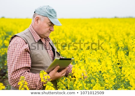 Foto d'archivio: Farmer Standing In Oilseed Rapeseed Cultivated Agricultural Fiel