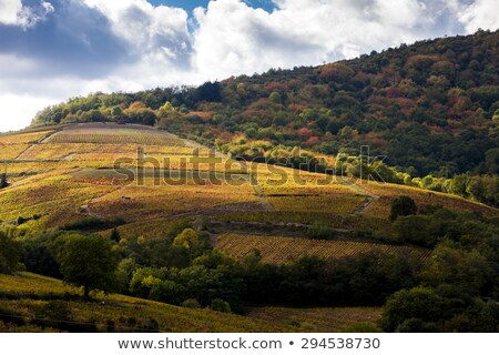 Stock photo: Vineyards Near Odenas Beaujolais Rhone Alpes France