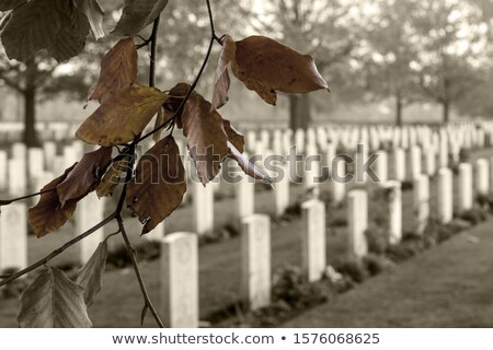 Сток-фото: Canadian War Cemetery In Holland