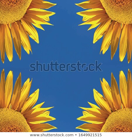 Foto stock: Quarter Part Of Yellow Sunflower