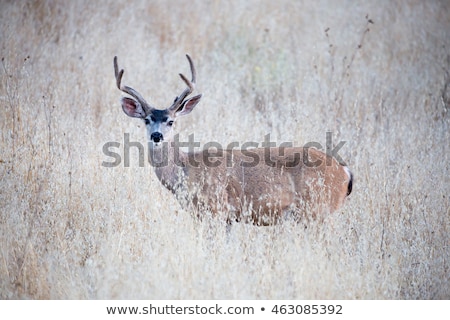 Black Tailed Deer Odocoileus Hemionus Columbianus Foto stock © yhelfman