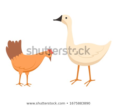 Сток-фото: Hen And Goose Eating Food From Ground Vector