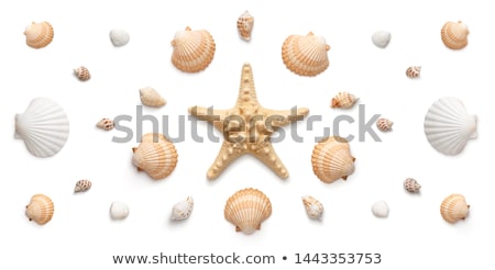 Stock fotó: Seashells