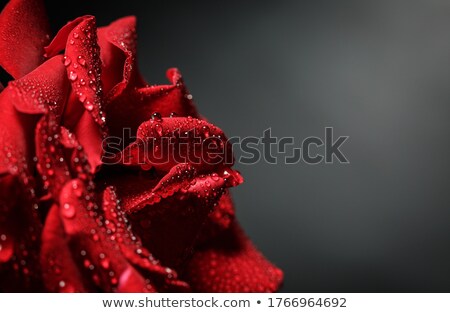 Foto stock: Woman With Rose Petals