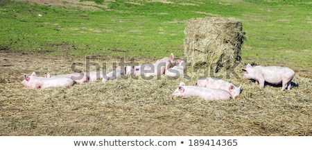 Foto stock: Flock Of Pigs In A Bio Farm