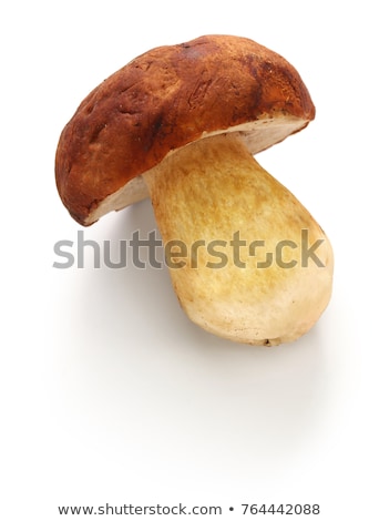 Stock photo: Fresh Porcini Mushrooms