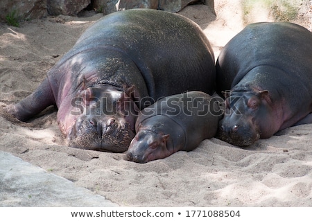 Stock photo: Lazy African Hippo